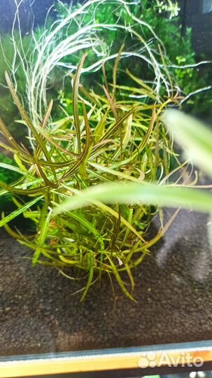 Аквариумное растение