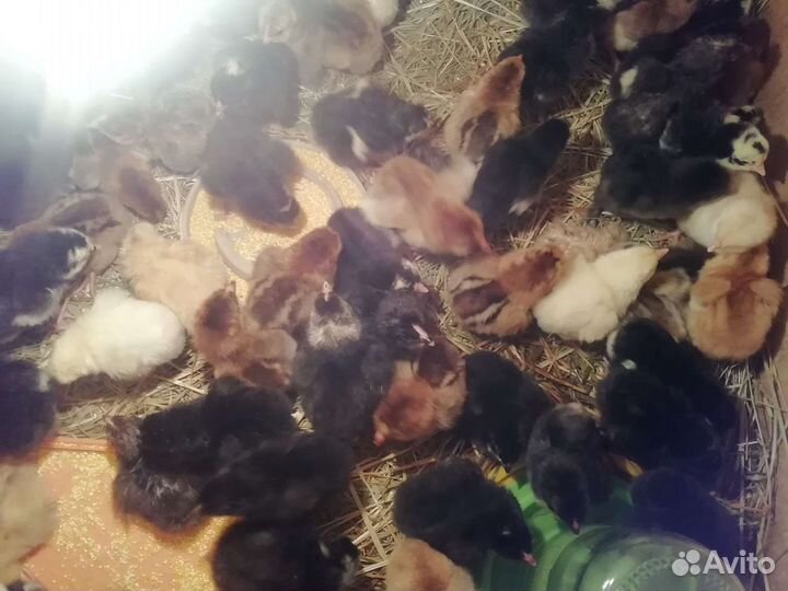 Инкубационное яйцо куриное