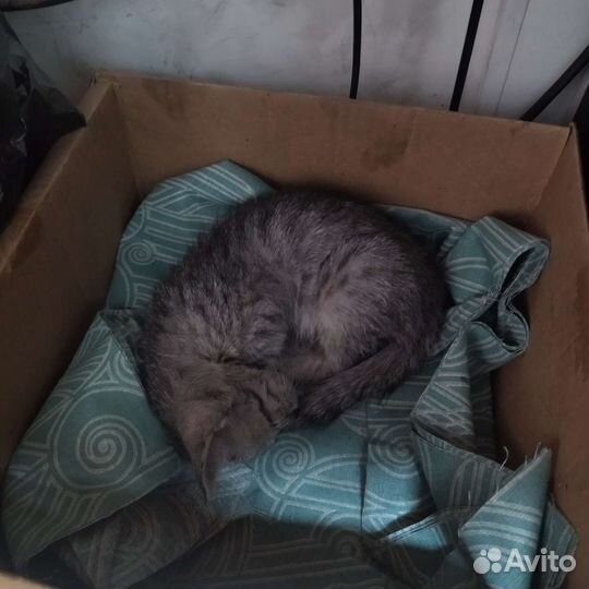 Котёнок