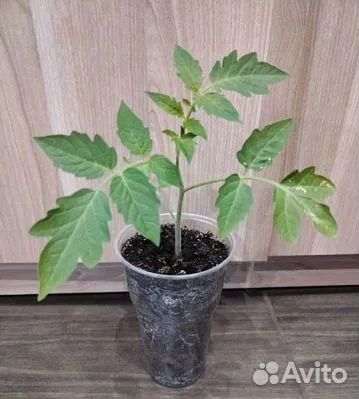 Рассада помидор