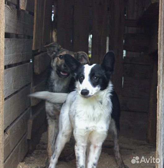 Дворняжки чистокровные