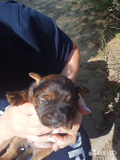 Метис Ягдтерьера и Джекрассел а