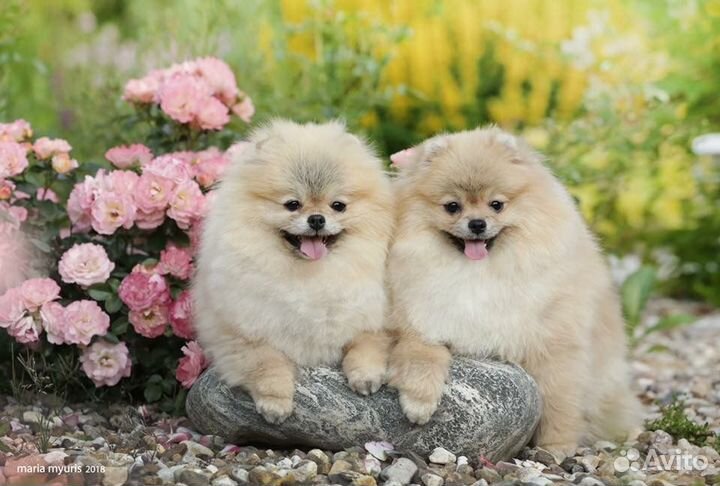 Щенки померанского шпица