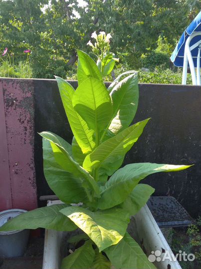 Рассада, семена табака