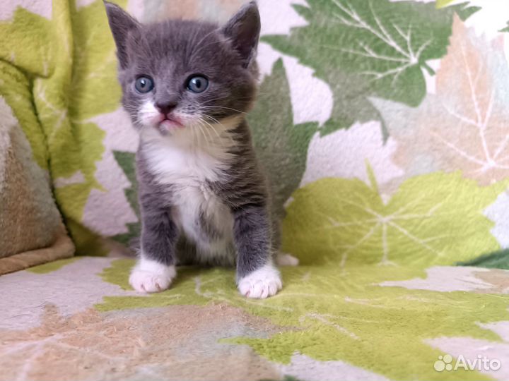 Отдам котят в добрые руки