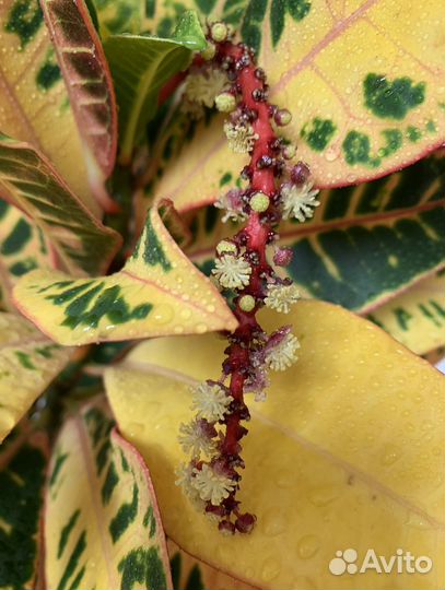 Кодиеум Кротон Петра(желтый) и (красный)