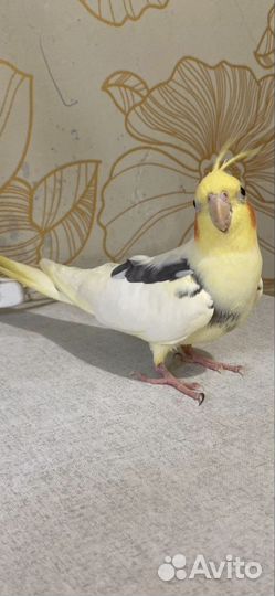 Попугай неразлучники с клеткой