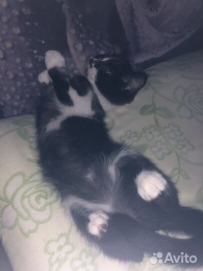 Котята в добрые руки бесплатно
