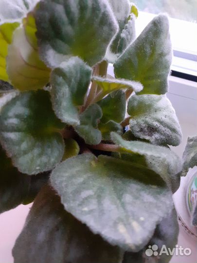 Домашние цветы