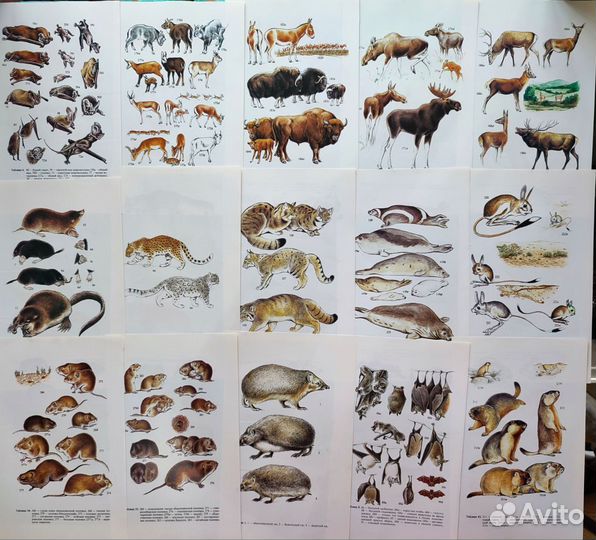 Открытки, иллюстрации животные