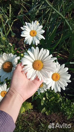 Девичий виноград, колокольчик,аконит,ромашка, мак