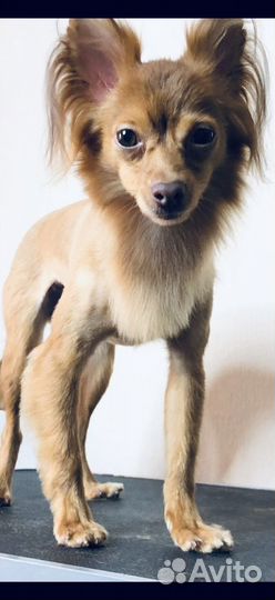 Предлагаю услуги по стрижке собак