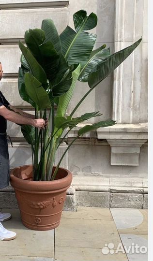 Стрелиция николая