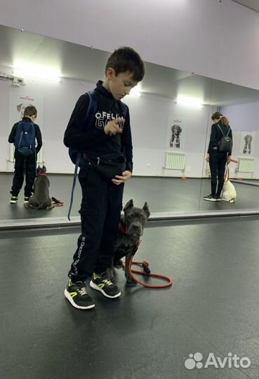 Дрессировка собак. Кинолог