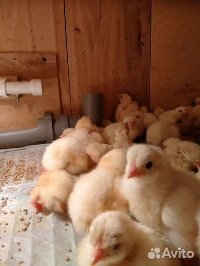 Цыплята бройлера Росс 308 Чехия