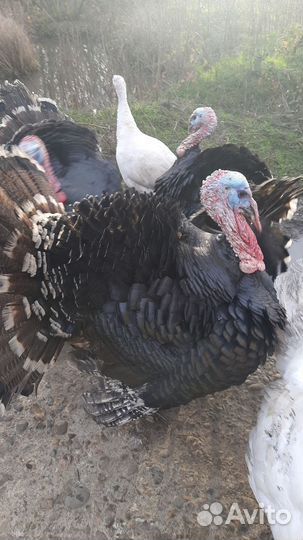 Яйца индеек,гусей,индоуток и куриные