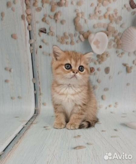 Золотые котята,большой выбор,привиты