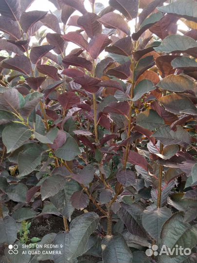 Краснолистная черёмуха шуберта