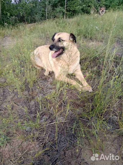 Дворовая собака