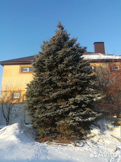 Ель голубая