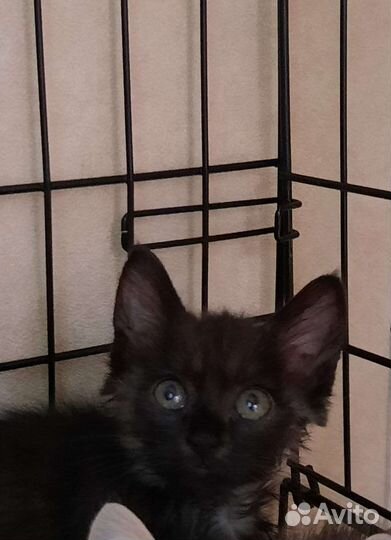 Котята в дар