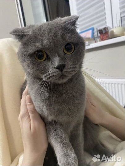 Шотландская вислоухая