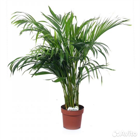 Горшечные растения