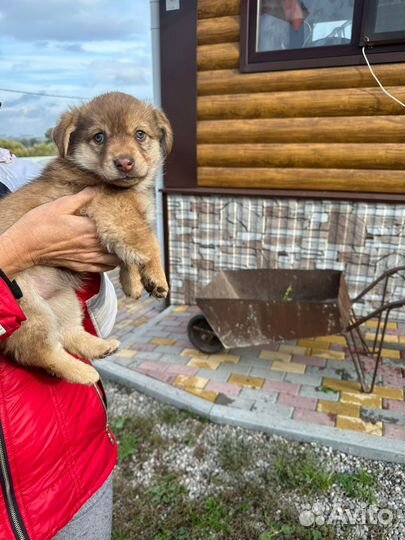 Отдам в добрые руки щенок девочка Марта