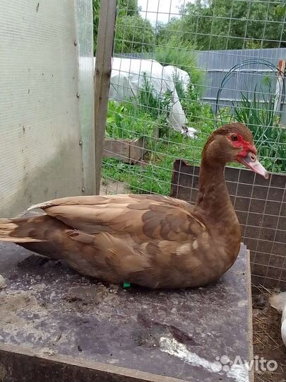 Мускусные утки