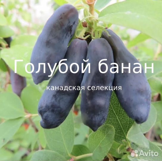 Жимолость