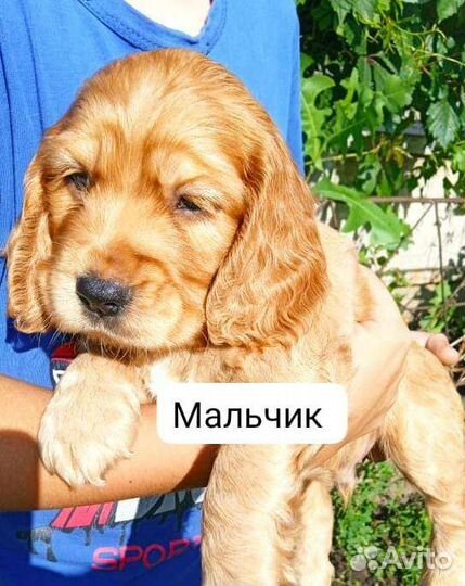 Кокер спаниель