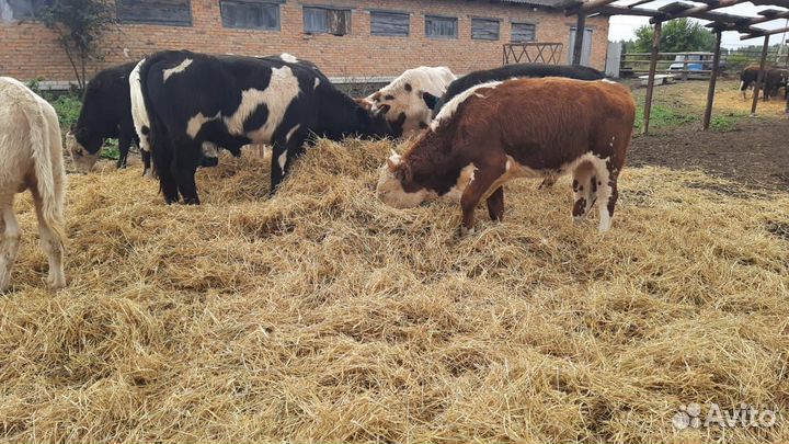 Холмогоры бычки