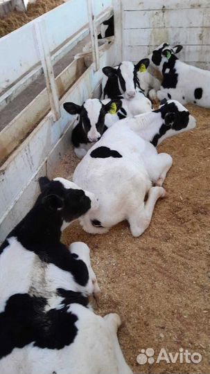 Телята телки бычки бесплатная доставка до двора