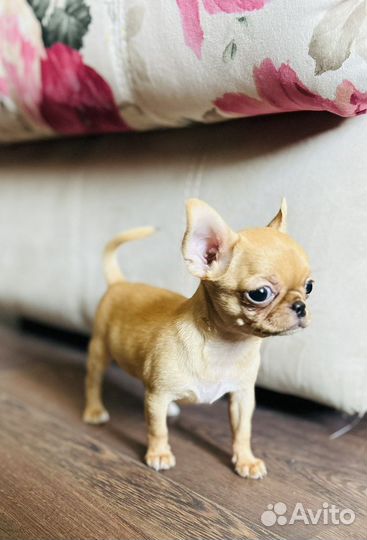 Чихуахуа девочка