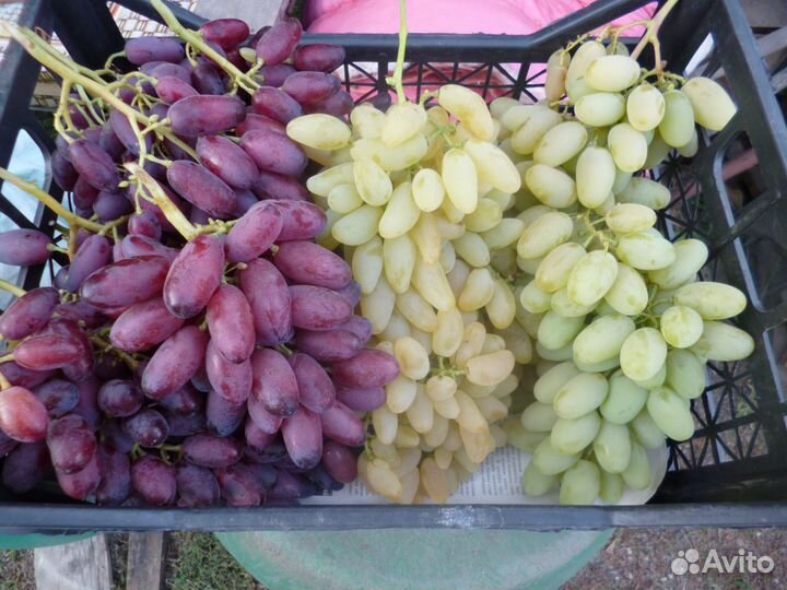 Вегетирующие Саженцы винограда