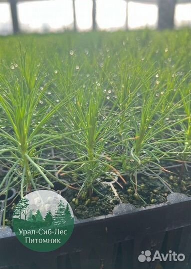 Сеянцы зкс Сосна окс Ель Лиственница Горная