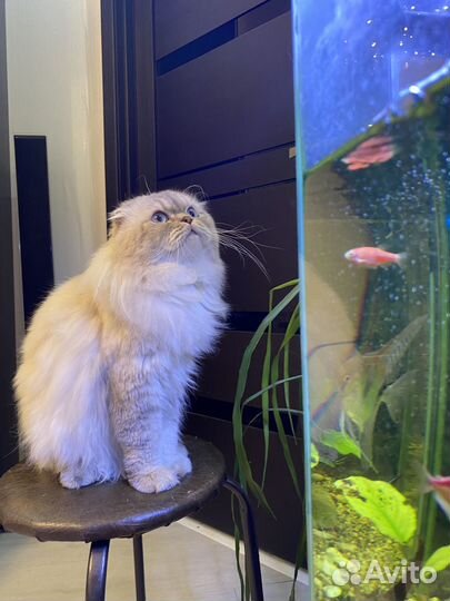 Шотландский кот вязка