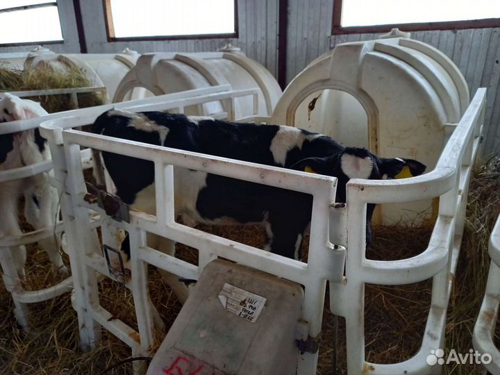 Бычки черно пестрые