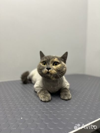 Груминг кошек (стрижка, вычес)