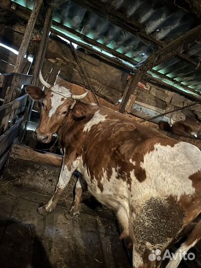 Коровы,быки