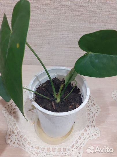 Комнатные цветы антуриум