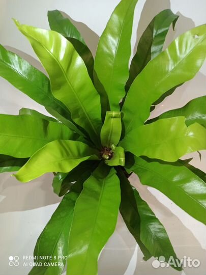 Папоротник асплениум