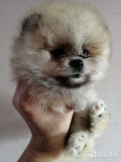 Малыши шпиц