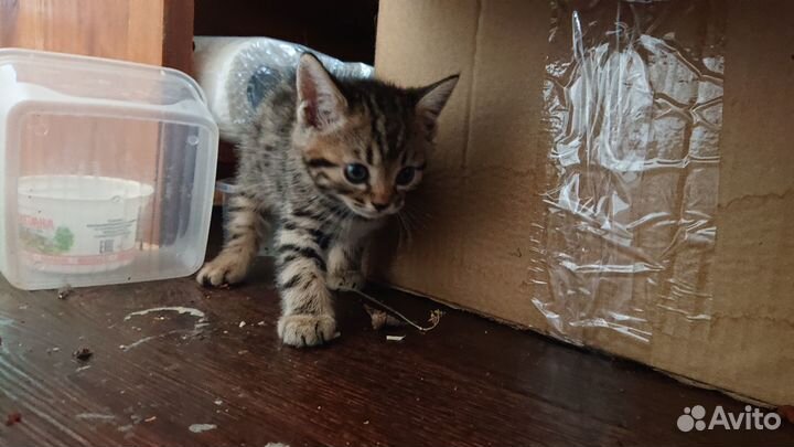 Шикарные котята