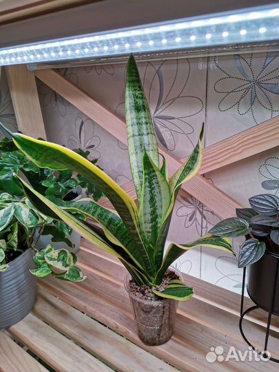 Комнатные растения: филодендрон, сансевиерия и др