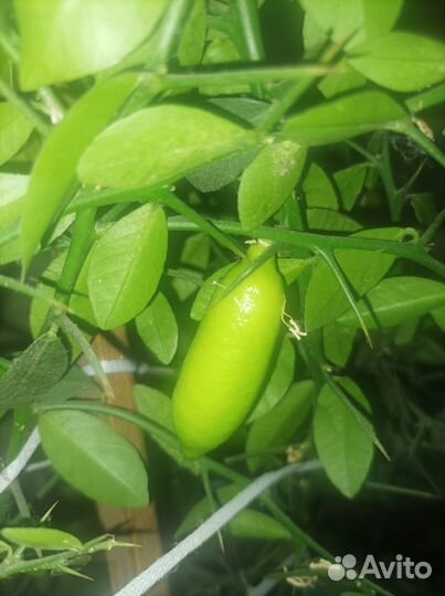 Микроцитрус Фаустрайм