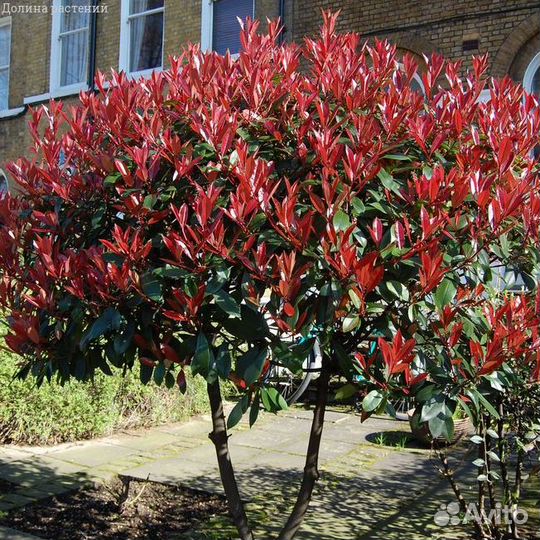 Пузыреплодник, Фотиния, Лапчатка кустовая