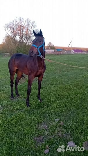 Лошадь полукровная