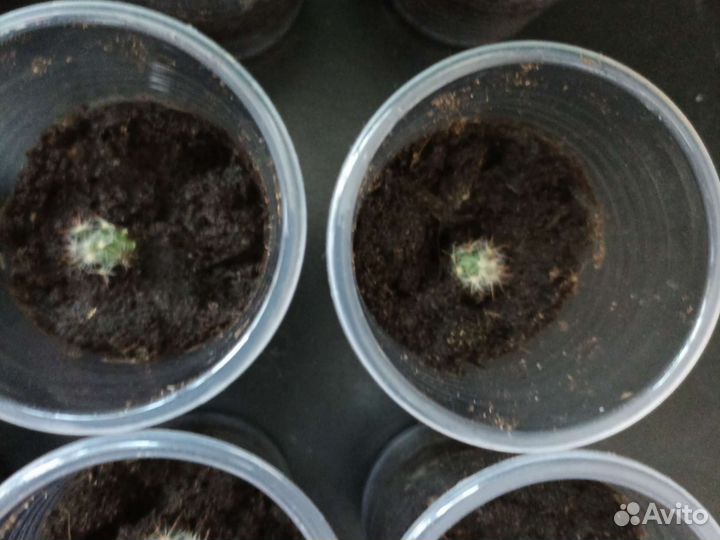 Кактус Мамилярия