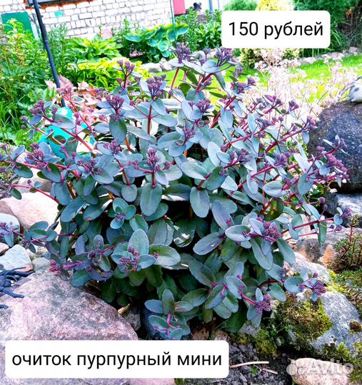 Растения для горки, почвопокровники, цена на фото